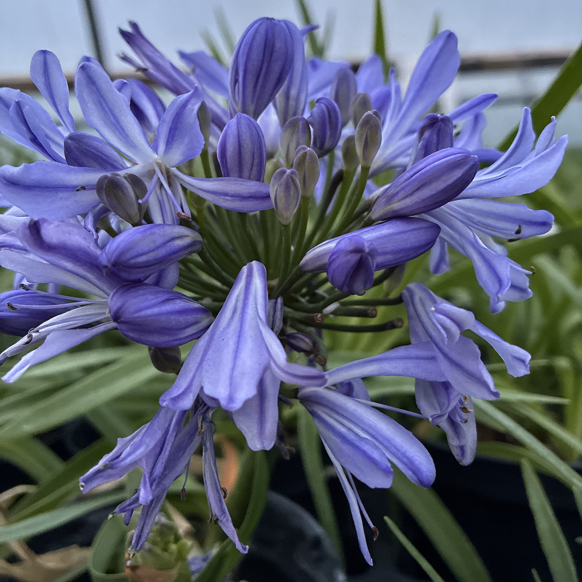 Agapanthus ‘Charlotte’ | Compact Pale Blue African Lily