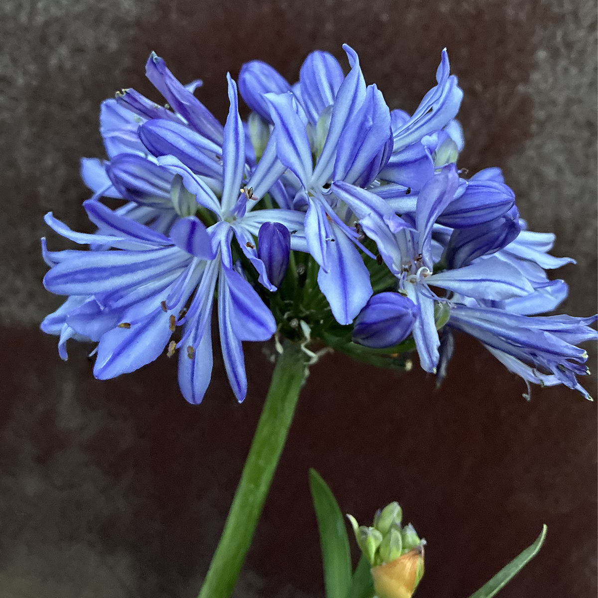 Agapanthus ‘Charlotte’ | Compact Pale Blue African Lily