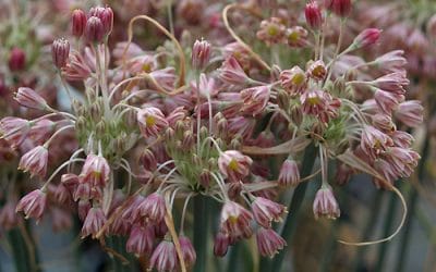 ALLIUM SIBTHORPIANUM