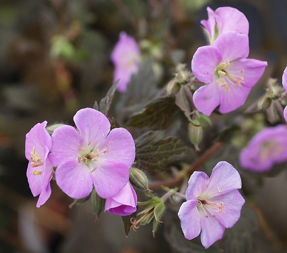 GERANIUM MACULATUM 'ELIZABETH ANN'