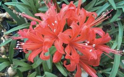 NERINE 'GRACE'