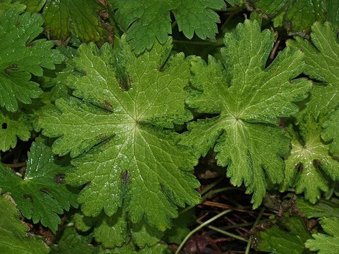 GERANIUM PHAEUM 'LISA'