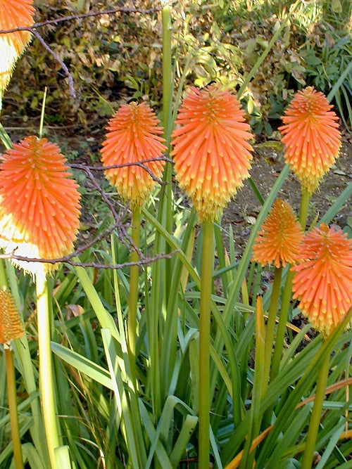 KNIPHOFIA ROOPERI