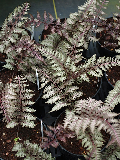 ATHYRIUM NIPONICUM var.PICTUM 'BURGUNDY LACE'