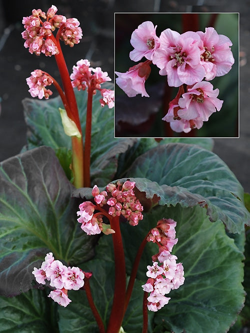 BERGENIA 'XXL'