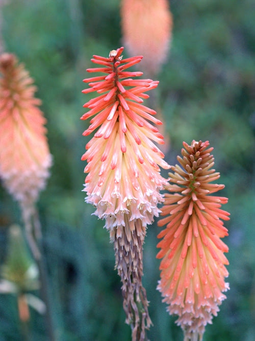 KNIPHOFIA 'SAFRANVOGEL'