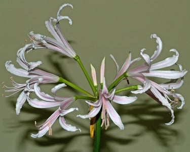 NERINE BOWDENII 'PINK SURPRISE'