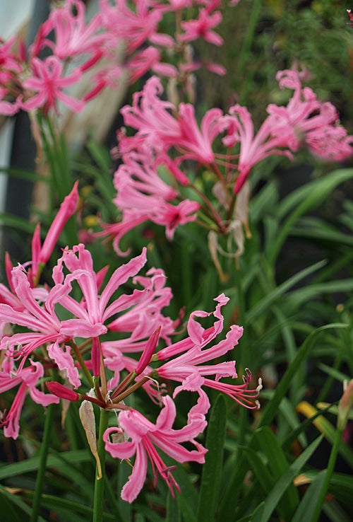 NERINE TERRY JONES' SEEDLING