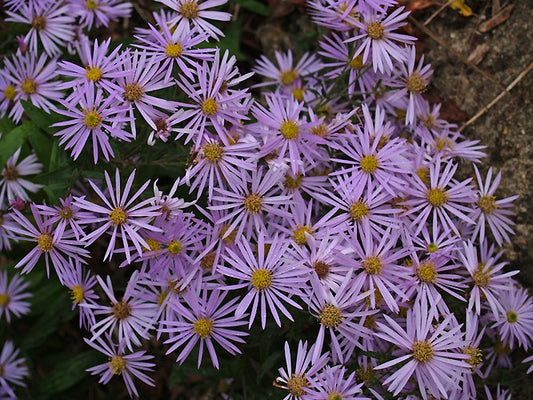 ASTER PYRENAEUS 'LUTETIA'