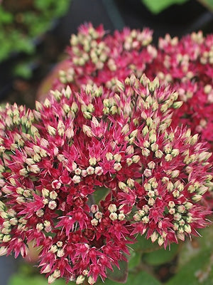 SEDUM 'MR.GOODBUD'