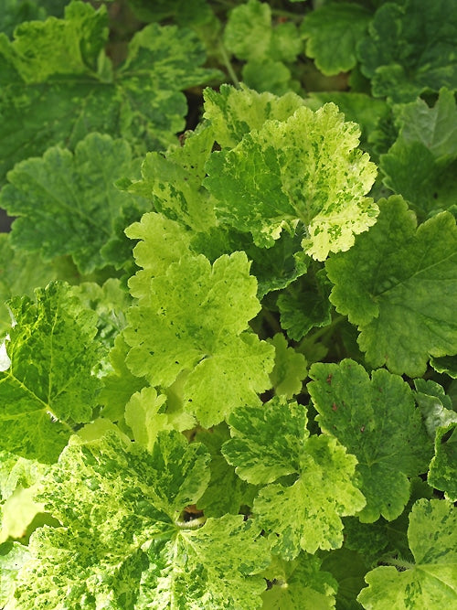 TELLIMA GRANDIFLORA 'DELPHINE'