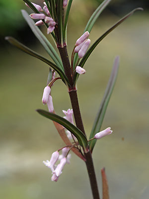 POLYGONATUM VERTICILLATUM 'RUBRUM'