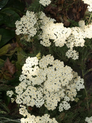 ACHILLEA NOBILIS subsp.NEILREICHII