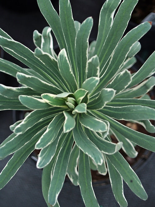 EUPHORBIA CHARACIAS 'GLACIER BLUE'