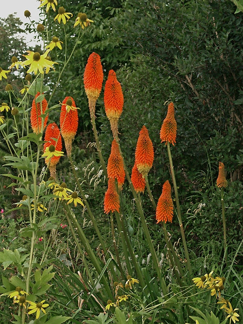 KNIPHOFIA UVARIA 'NOBILIS'