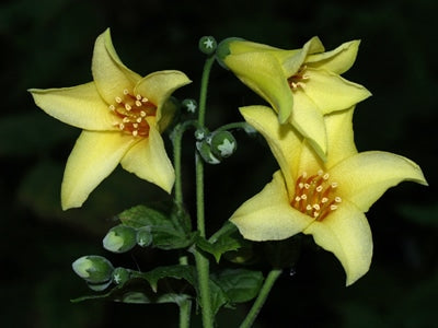 KIRENGESHOMA PALMATA KOREANA GROUP