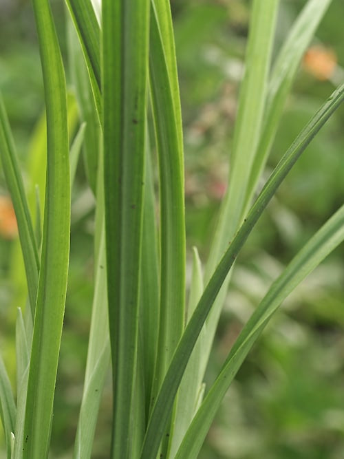 ASPIDISTRA OMEIENSIS