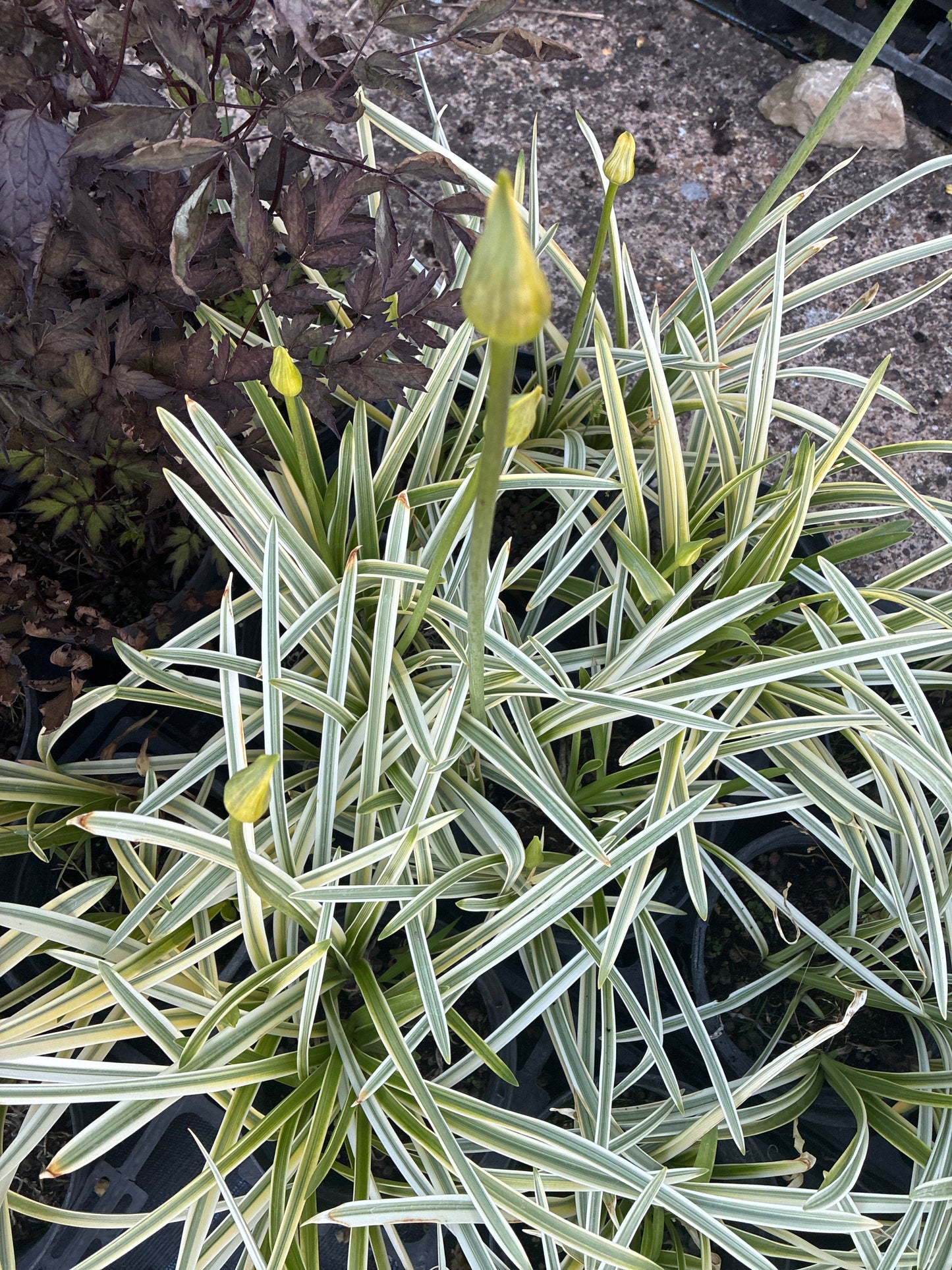 AGAPANTHUS 'SILVER MOON'