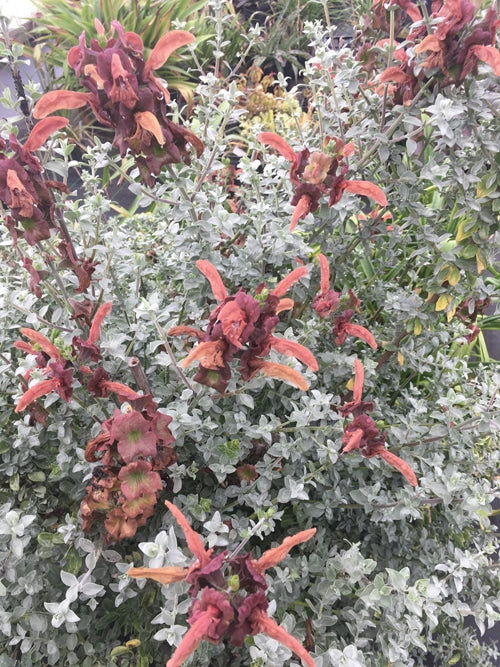 SALVIA AUREA 'KIRSTENBOSCH'