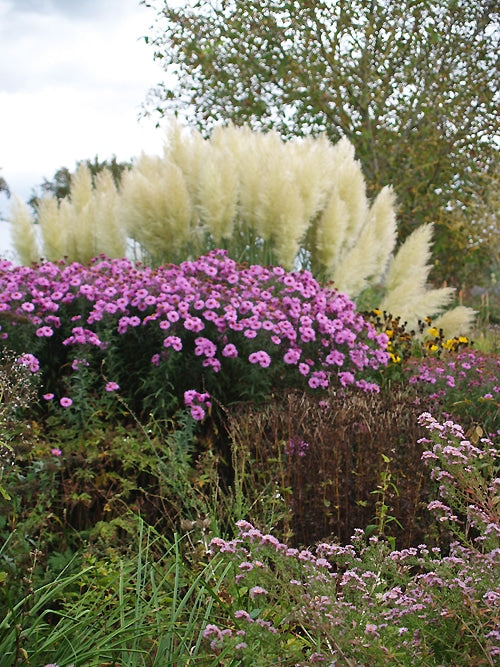 Symphyotrichum ‘Lye End Beauty’ | Pink New England Aster