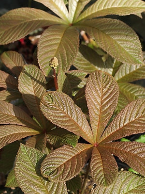 RODGERSIA PURDOMII