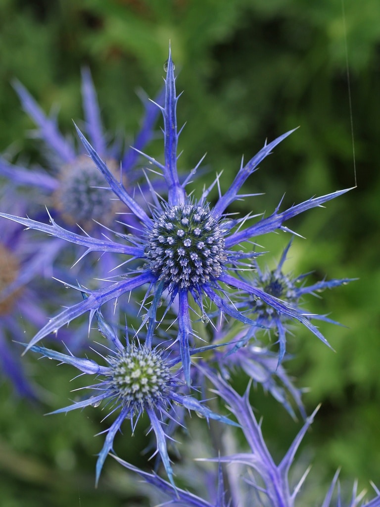 ERYNGIUM 'PEN BLUE'