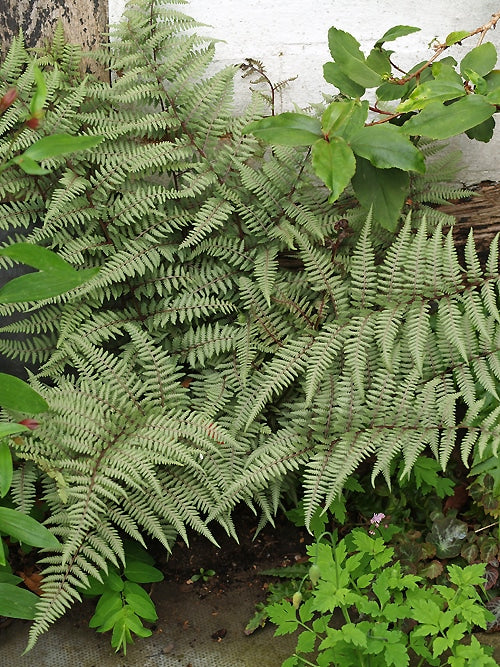 ATHYRIUM 'GHOST'