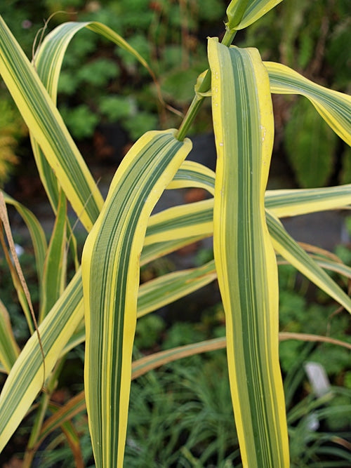 ARUNDO DONAX 'GOLDEN CHAIN'