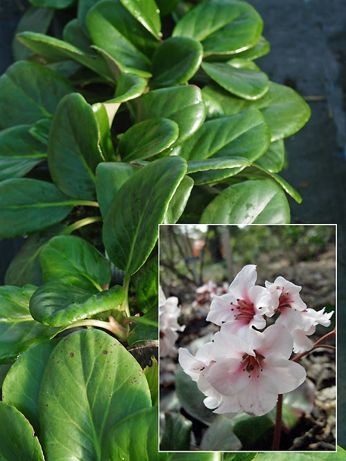 BERGENIA EMEIENSIS