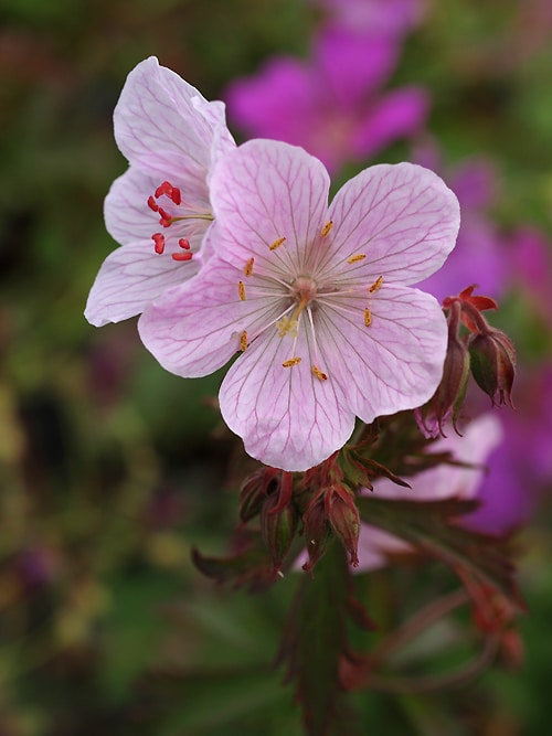 GERANIUM PRATENSE 'MARSHMALLOW'