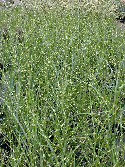 MISCANTHUS SINENSIS 'HINJO'