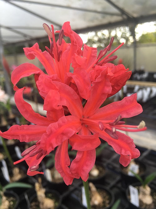 NERINE 'LA REINE'