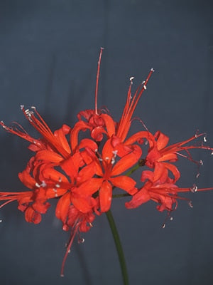 NERINE 'ALEXANDRA'