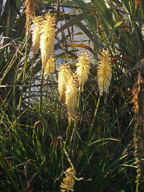 KNIPHOFIA 'CHAMPAGNE'