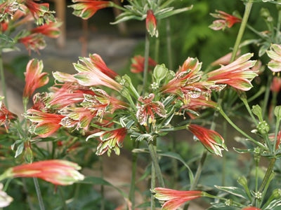 ALSTROEMERIA PSITTACINA 'ROYAL STAR'