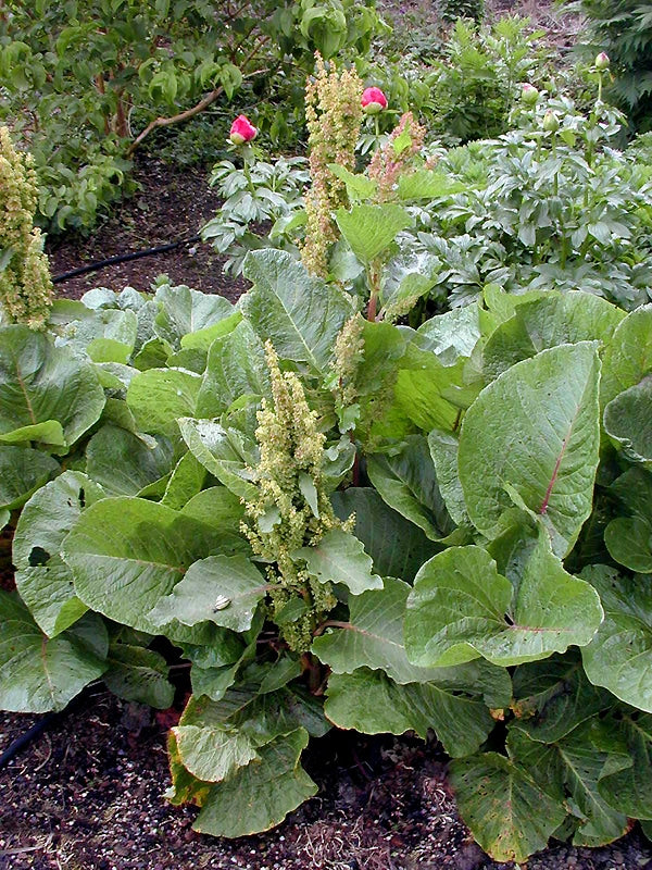 RUMEX ALPINUS