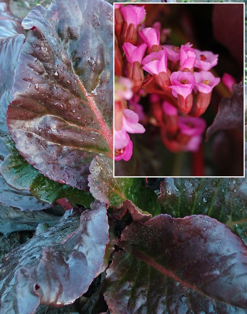 BERGENIA 'CLAIRE MAXINE'