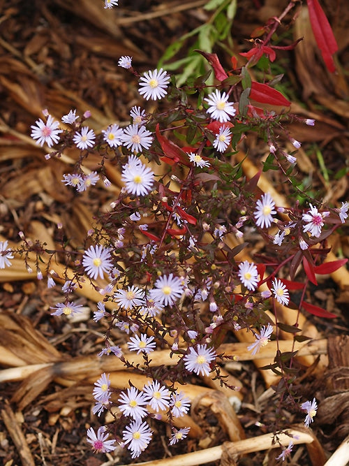 SYMPHYOTRICHUM 'NINETEEN'