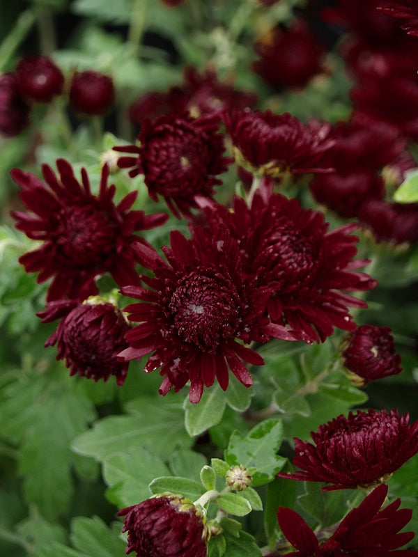 CHRYSANTHEMUM 'RUBY MOUND'