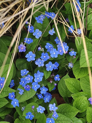 OMPHALODES VERNA 'GRANDIFLORA'