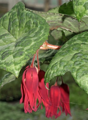 PODOPHYLLUM 'SPOTTY DOTTY'