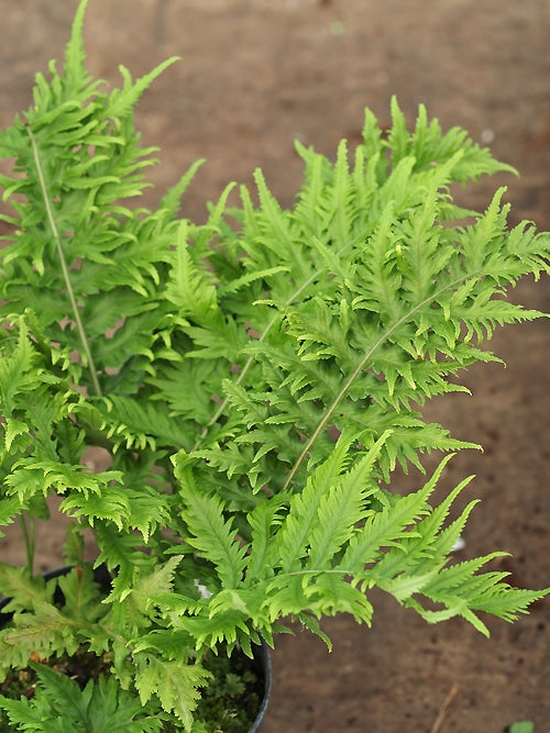 POLYPODIUM GLYCYRRHIZA 'MALAHATENSE' (sterile)