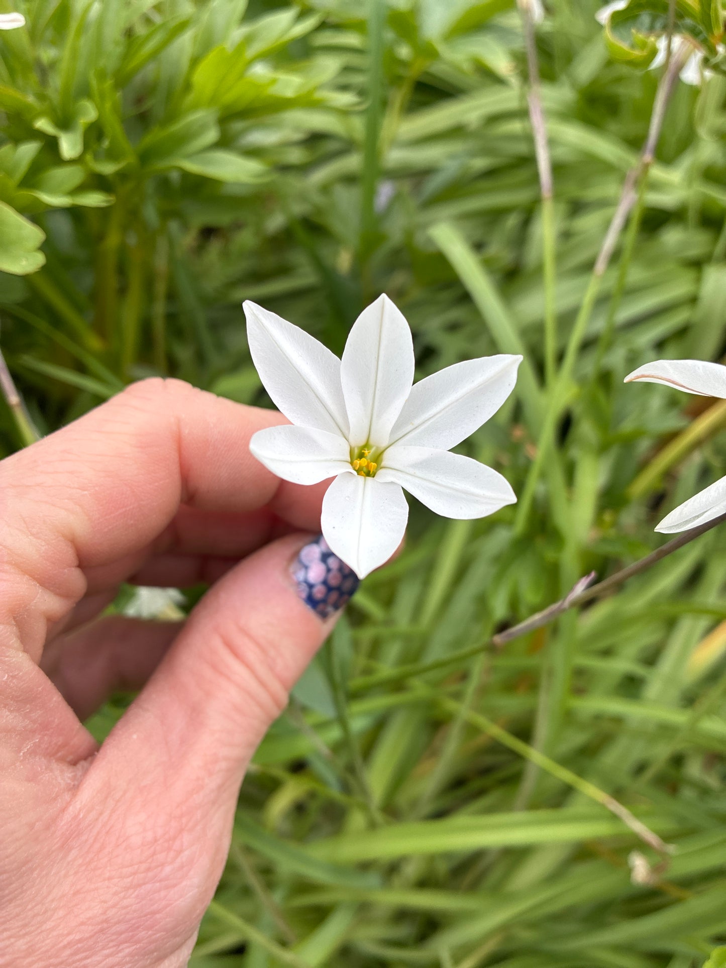 IPHEION 'ALBERTO CASTILLO'
