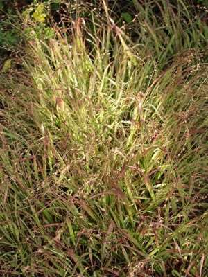 MELICA UNIFLORA 'VARIEGATA'