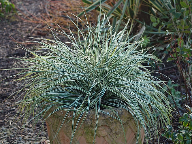 CAREX OSHIMENSIS 'EVEREST'