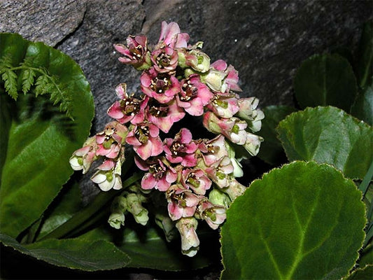 BERGENIA STRACHEYI