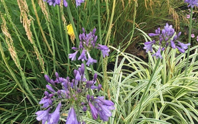 AGAPANTHUS 'SILVER MOON'