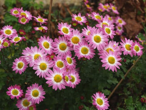 CHRYSANTHEMUM 'JOLIE ROSE'