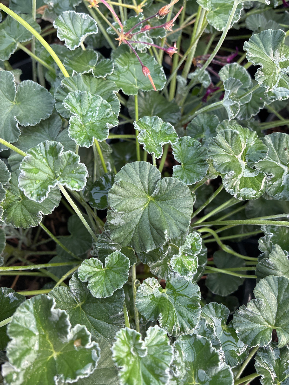PELARGONIUM SIDOIDES