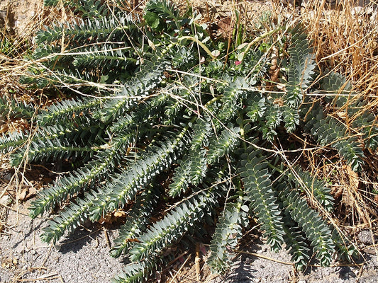 EUPHORBIA MYRSINITES